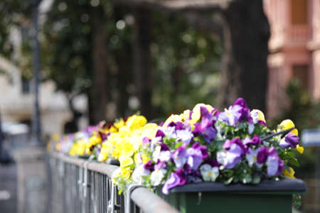 flowersの写真素材