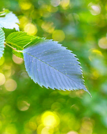 green leaves with background yellow bokehの写真素材