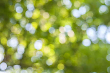 Green and yllow bokeh abstract light background outdoorの写真素材