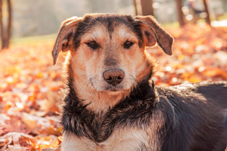 Abandoned lonely dog in autumn park