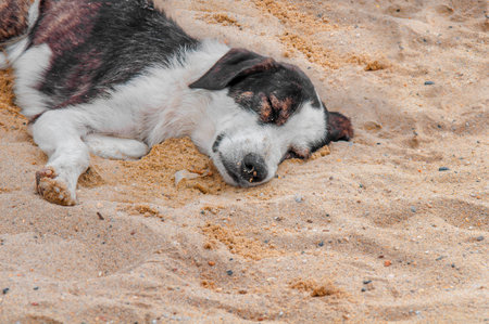 Dog on the beachの写真素材