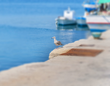 seagullの写真素材