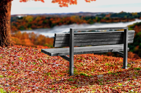 Park bench with beautiful forest viewの写真素材