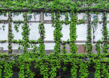 Green ivy creeper on building windowの写真素材