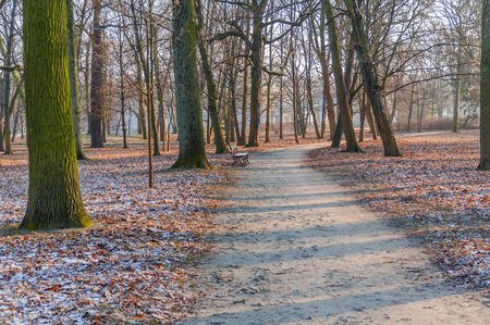 The stone path in the city park with lot tree and pathの写真素材