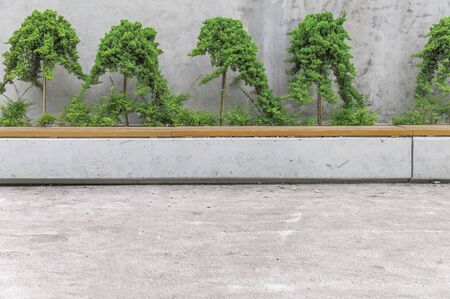 Pine tree in city and concrete backgroundの写真素材