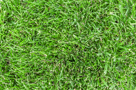 Natural green grass background texture closeの写真素材