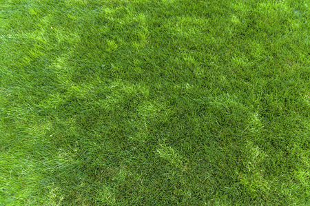 Natural green grass background textureの写真素材