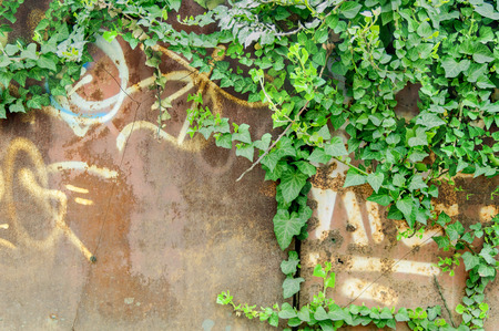Old rusty brown metal sheet and green ivyの写真素材