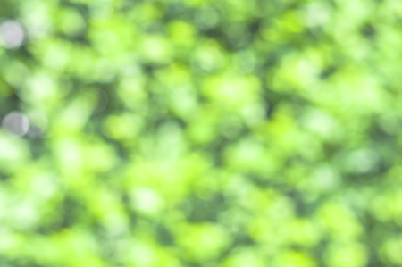 Spring green with bokeh and sunlight backgroundの写真素材