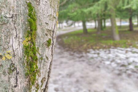 Tree trunk close isolated from backgroundの写真素材