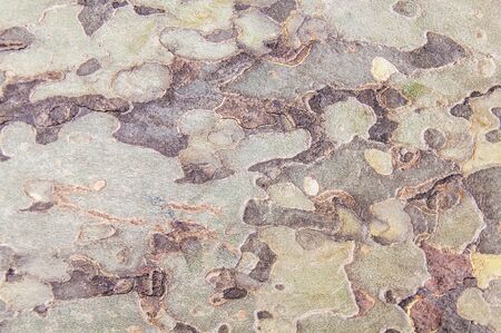 Tree bark in the backgroundの写真素材