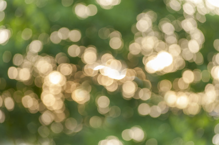 Green and Yellow bokeh abstract colorful background green bush treeの写真素材