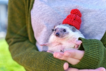 Woman in sweater holding little pet African dwarf hedgehog on hand