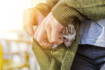 Woman in sweater holding African dwarf hedgehogの写真素材