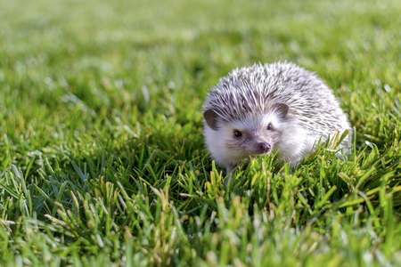 Young small adorable hedgehog posing on the garden grassの写真素材