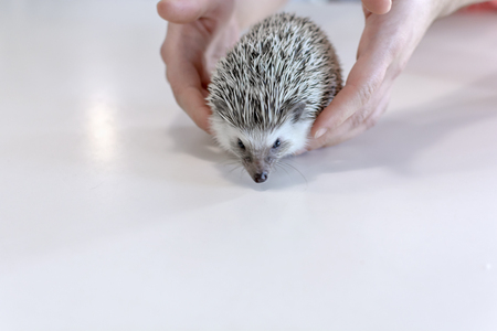 Young little pet African dwarf hedgehog on a white table closeの写真素材