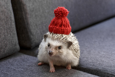 African Pygmy Small and adorable little Hedgehog with red hatの写真素材