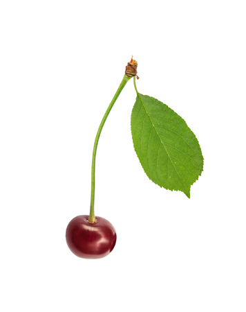Sweet fresh one cherry with green leaf isolated on white backgroundの写真素材