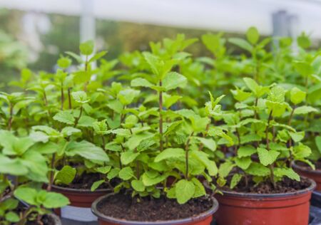 Fresh mint close up on shell, concept healthの写真素材