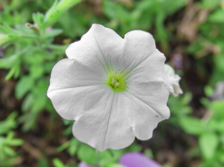 White flower on green backgroundの写真素材