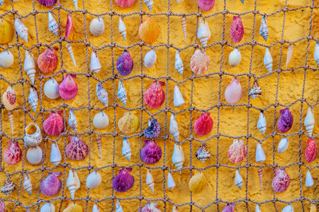 Cockleshells from the Sea related to the small ropeの写真素材