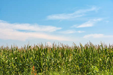 A field of ripe corn with cloudy sky backgroundの写真素材