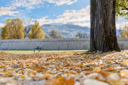 Autumn leaves in the park with blurred sky and mountainの写真素材