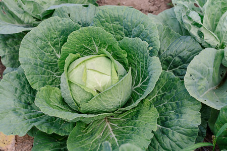 Big cabbage with leaves in the garden fieldの写真素材