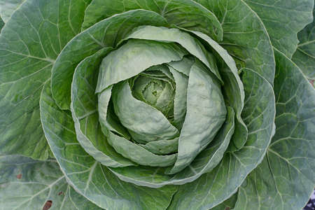 Big cabbage with leaves in the garden closeの写真素材