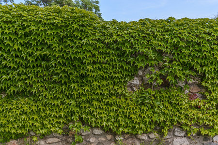 Big ivy wall with green leaves with sky background