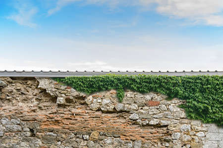 Big ivy concrete wall with green leaves with blue sky backgroundの写真素材