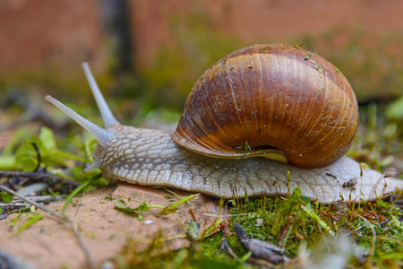 Big wild snail in shell crawling in the garden on on sunny dayの写真素材