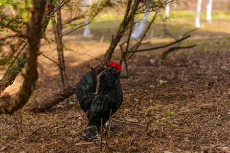 Black rooster chicken on a domestic poultry farm