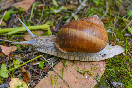 Big snail in shell crawling in the gardenの写真素材