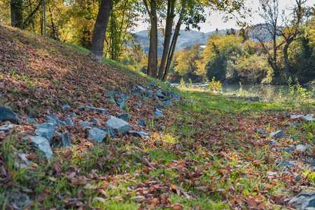Close up several tree and ground covered with leaves in the forest with river in the backgroundの写真素材