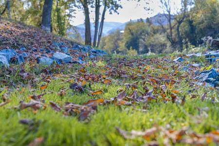 Close grass and leaves in the forest with river in the backgroundの写真素材