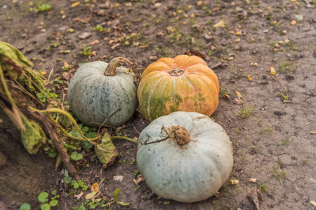 Close up pumpkin and autumn leaves on picnic ground farm