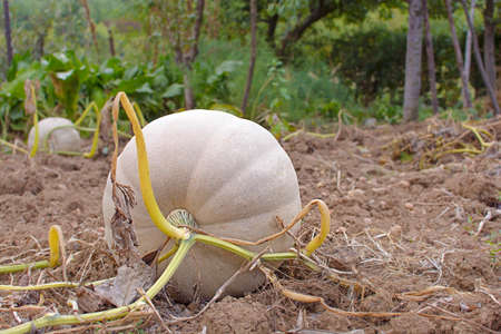 Fresh young harvesting pumpkins in the fieldの写真素材
