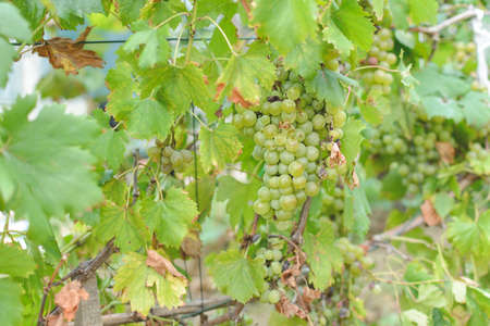 Fresh white grape farm harvest in rural country fieldの写真素材