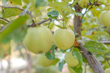 Fresh young green apple on a branch ready to be harvested, outdoorsの写真素材