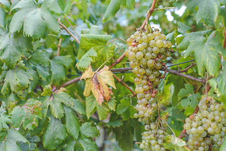 Grape farm harvest in rural country fieldの写真素材
