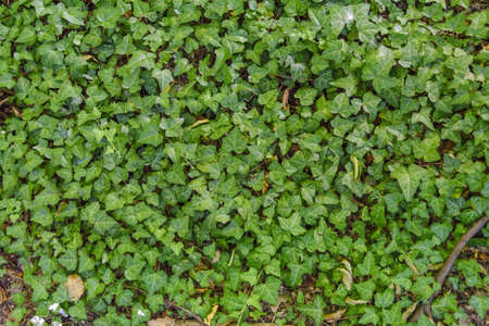 Green ivy hedge creeper on big fence wallの写真素材