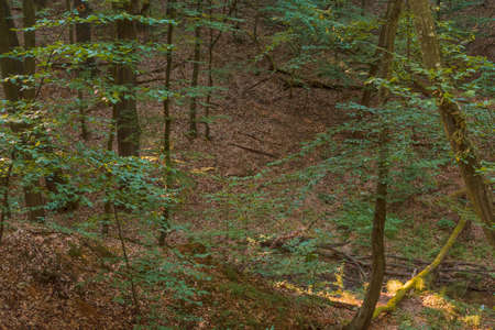 Green forest outdoor on countryside landscapeの写真素材