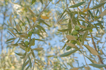 Lot of small healthy green olives branch with sky closeの写真素材