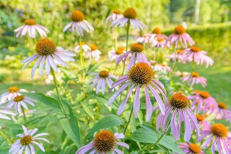 Lot of daisy purple on a bright summer dayの写真素材