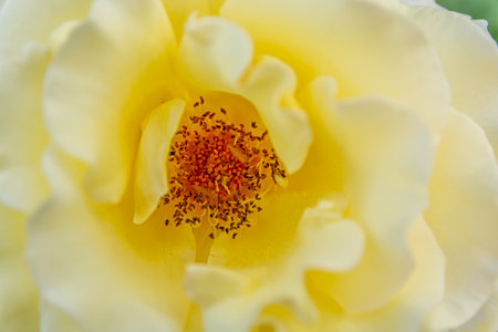 Macro flower yellow rose in the gardenの写真素材