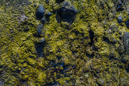 Algae on stones in the Sea closeの写真素材