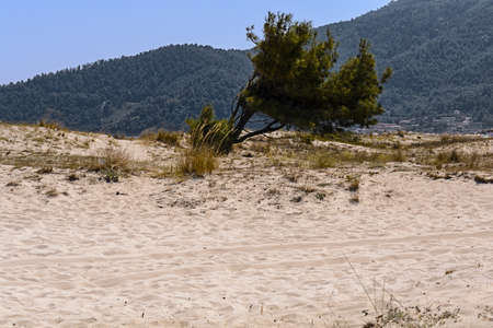 Beach with big sand dunes and small marram grass with mountain and clean skyの写真素材