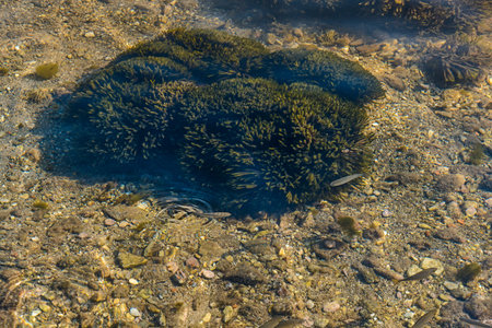 Lot of small fish in the sea under water